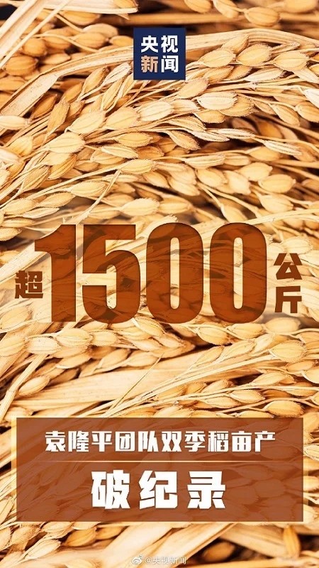 袁隆平團(tuán)隊(duì)雙季稻畝產(chǎn)超過(guò)3000斤