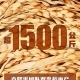 袁隆平哭了！雙季稻畝產(chǎn)超過3000斤